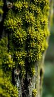 A close up of a tree with green moss growing on it photo