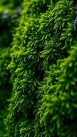 A close up of green moss on a tree photo