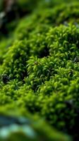 A close up of a green plant with leaves photo