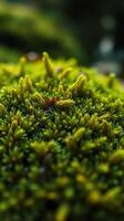 A close up of a green mossy plant photo