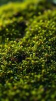 A close up of green moss on a rock photo