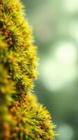 A close up of a tree with yellow flowers photo