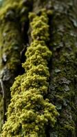 A tree with moss growing on it photo