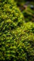 A close up of a green plant with a flower photo