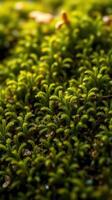 A close up of a moss covered plant photo