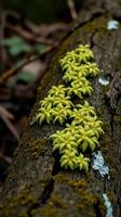 A log with moss growing on it photo