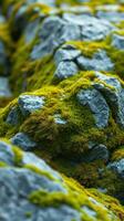 A close up of moss growing on rocks photo