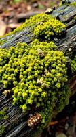 A log with moss growing on it photo