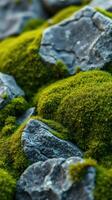 A close up of moss growing on rocks photo