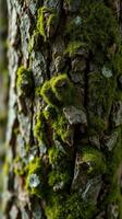 A close up of a tree with moss growing on it photo