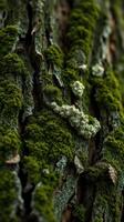 A close up of a tree with moss growing on it photo