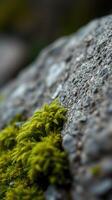 A close up of a moss covered rock photo