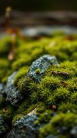 A close up of moss growing on a rock photo
