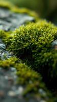 A close up of moss growing on a rock photo