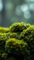 A close up of moss on a tree photo