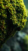 A close up of moss growing on a rock photo