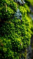 A close up of green moss growing on a rock photo