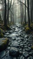 A stream runs through a forest with trees and rocks photo