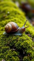 A snail is crawling on top of a mossy surface photo