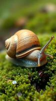 A snail is crawling on the ground photo