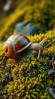 A snail is crawling on the moss photo