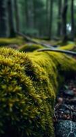 A moss covered tree in the forest photo