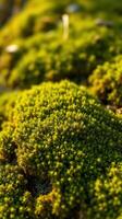 A close up of a moss covered rock photo