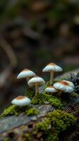 A group of mushrooms on a log photo