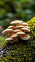 A group of mushrooms on a mossy branch photo