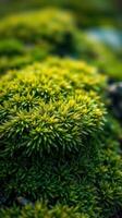 A close up of green moss on a rock photo