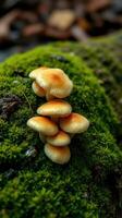A group of mushrooms on a moss covered log photo