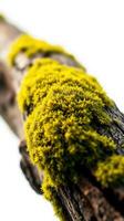 A close up of a moss covered tree branch photo