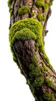 A close up of a moss covered tree branch photo