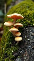 A group of mushrooms growing on a moss covered log photo