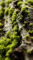 A close up of a moss covered tree trunk photo