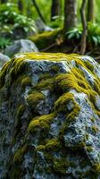 A rock with moss growing on it photo
