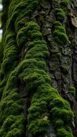 A close up of a tree with green moss growing on it photo