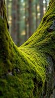 A moss covered tree trunk in the woods photo
