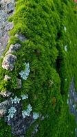 A rock with moss growing on it photo