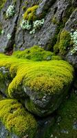 A rock wall covered in moss photo