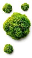 Mosses on a white background photo