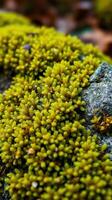 A close up of a green plant growing on a rock photo