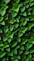 A green wall with many leaves on it photo