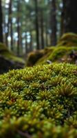 Mosses in the forest photo