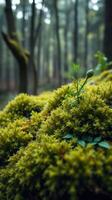 A small plant growing in a mossy forest photo