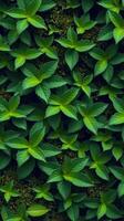 A green plant with leaves growing on it photo