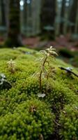 A small plant growing on a mossy surface photo