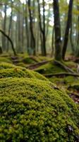 A close up of a moss covered rock in a forest photo