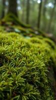 A close up of a moss covered tree trunk photo