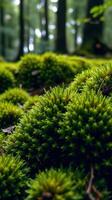 Mosses in the forest photo
